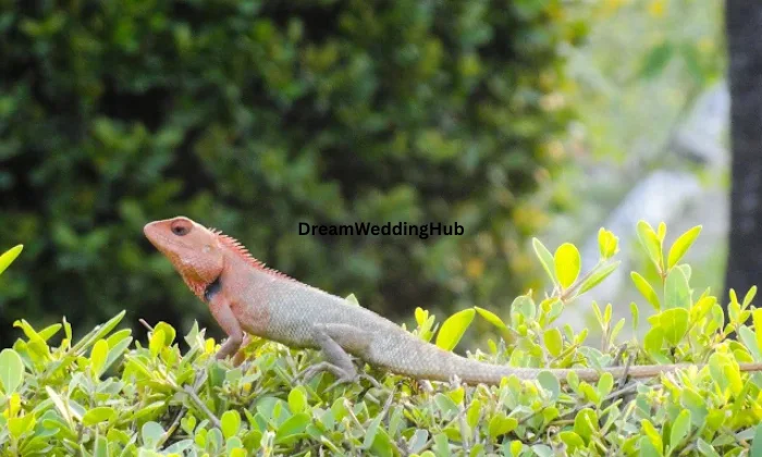 Phenomenal Shutterz Photography